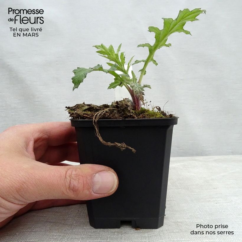 Exemplar von Banater Kugeldistel Taplow Blue - Echinops bannaticus Kleine Töpfe von 8/9 cm wie im Winter geliefert