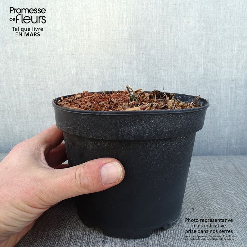 Exemplar von Banater Kugeldistel Taplow Blue - Echinops bannaticus Topf mit 2L/3L wie im Winter geliefert