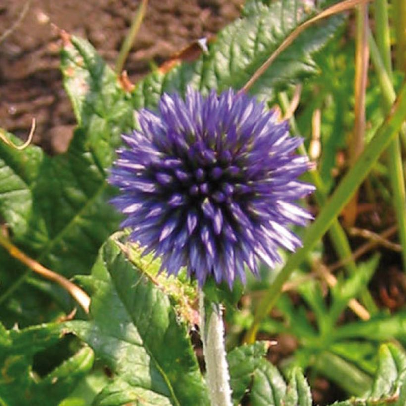 Blaue Kugeldistel - Echinops ritro (Flowering)