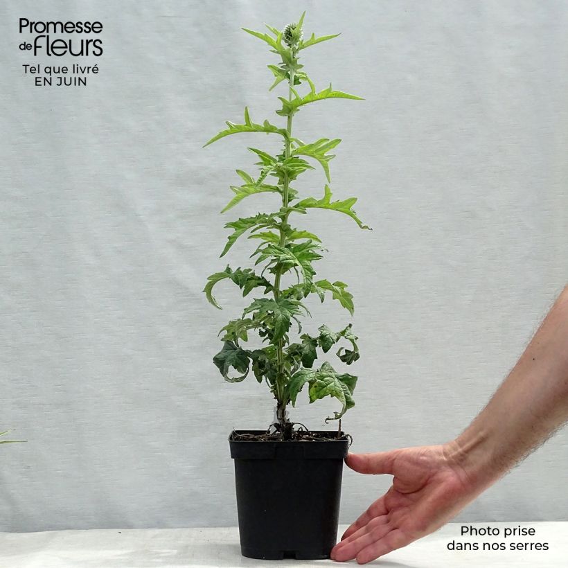 Example of Blaue Kugeldistel Veitch’s Blue - Echinops ritro Topf mit 2L/3L as you get in ete