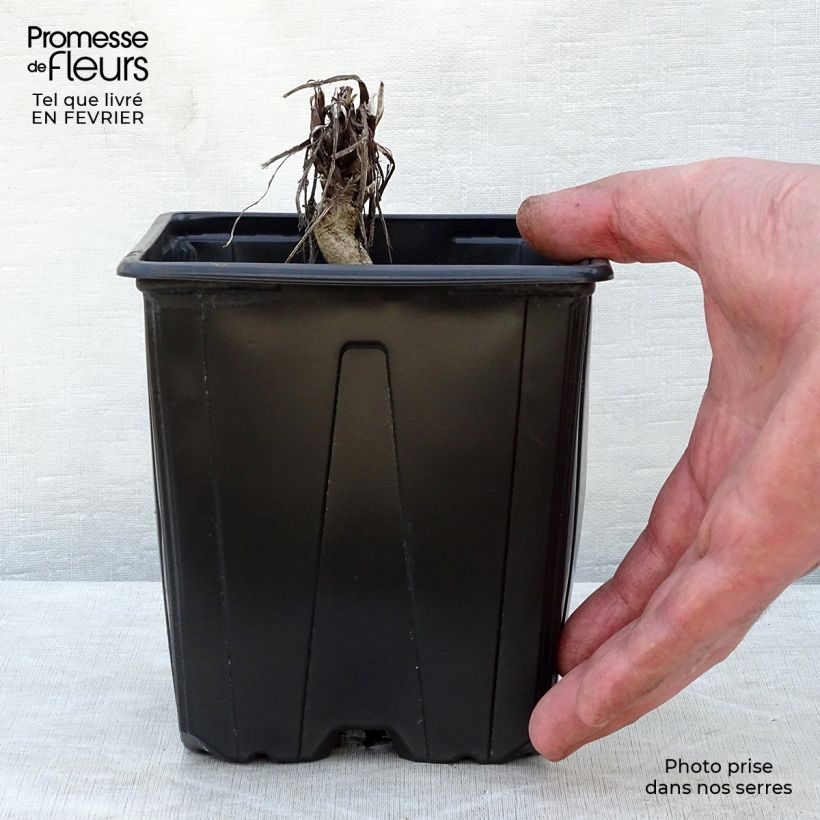 Exemplar von Blaue Kugeldistel Veitch’s Blue - Echinops ritro Topf mit 2L/3L wie im Winter geliefert