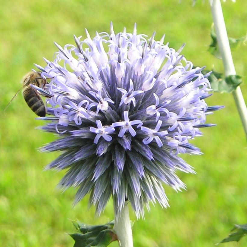 Große Kugeldistel - Echinops sphaerocephalus (Flowering)