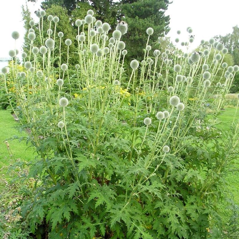 Große Kugeldistel - Echinops sphaerocephalus (Plant habit)