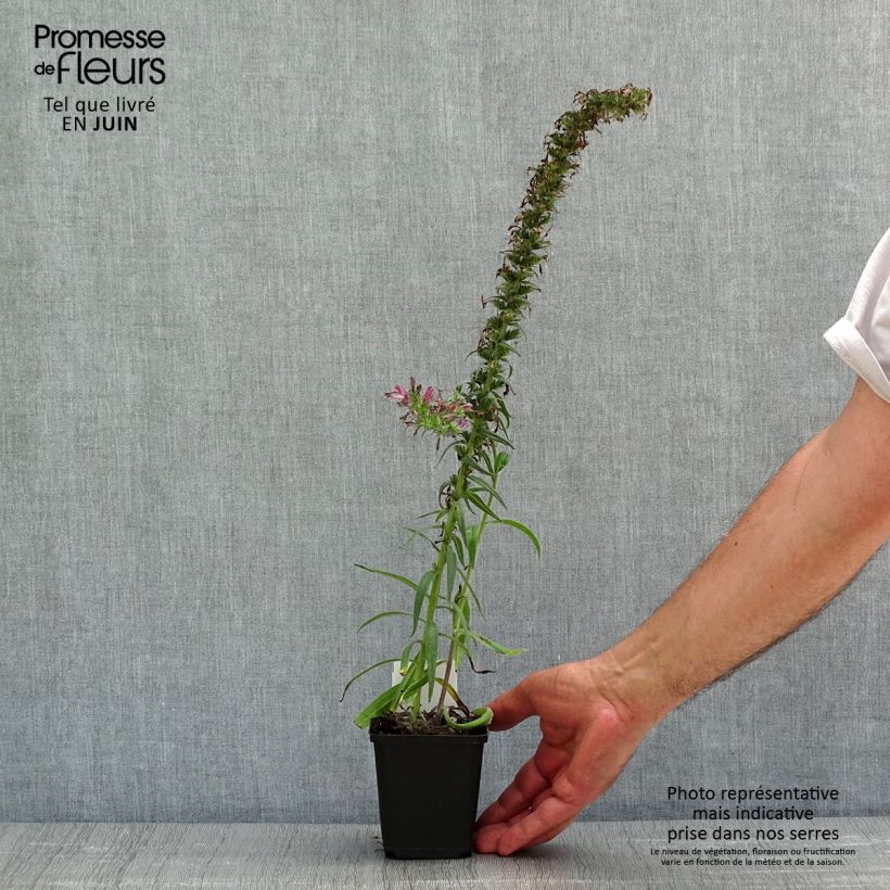 Exemplar von Echium amoneum Red Fathers - Roter Natternkopf Kleine Töpfe von 8/9 cm wie im Frühjahr geliefert