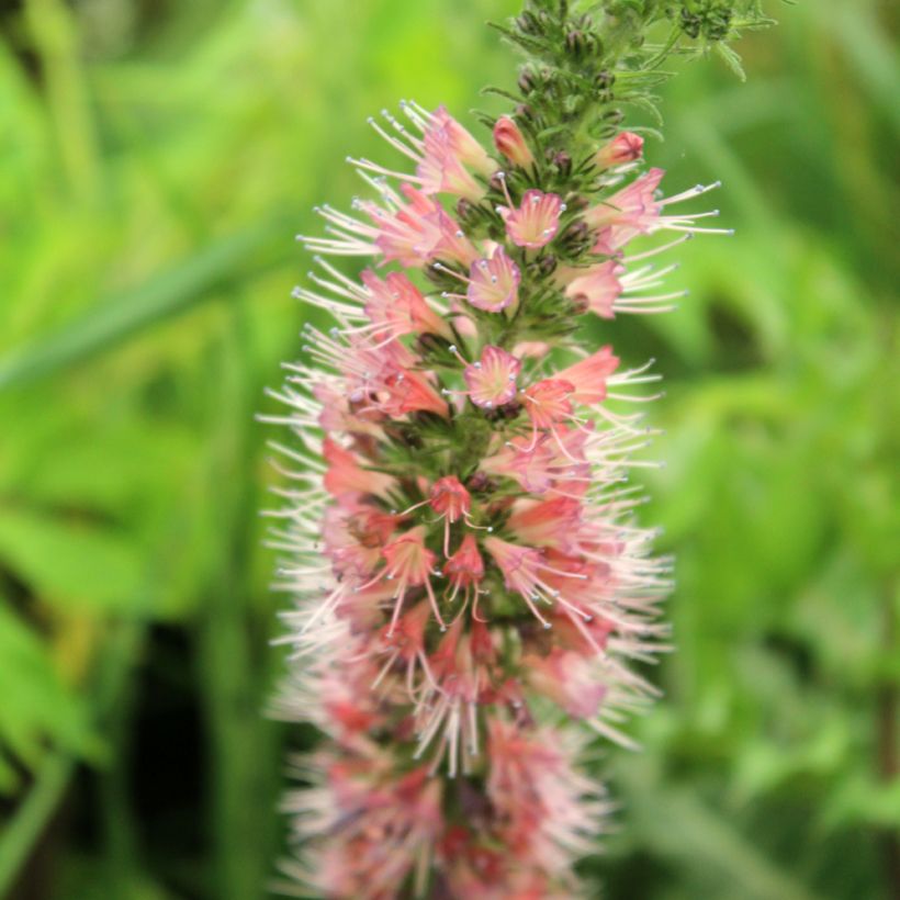 Echium amoneum Red Fathers - Roter Natternkopf (Flowering)