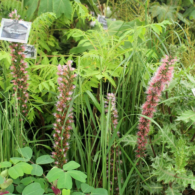 Echium amoneum Red Fathers - Roter Natternkopf (Plant habit)