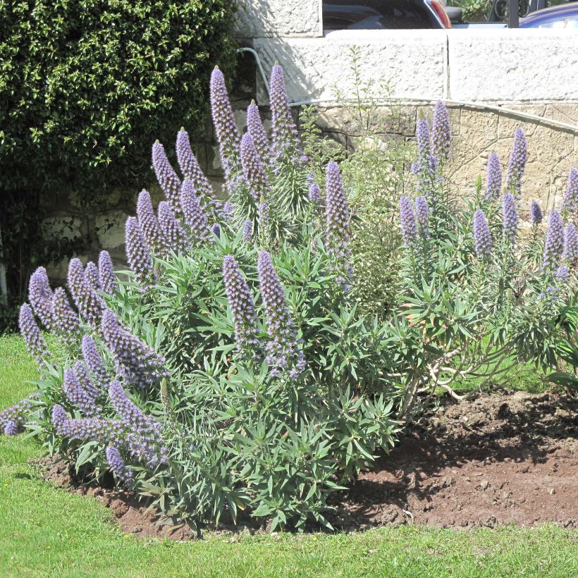 Echium candicans - Madeira-Natternkopf (Flowering)