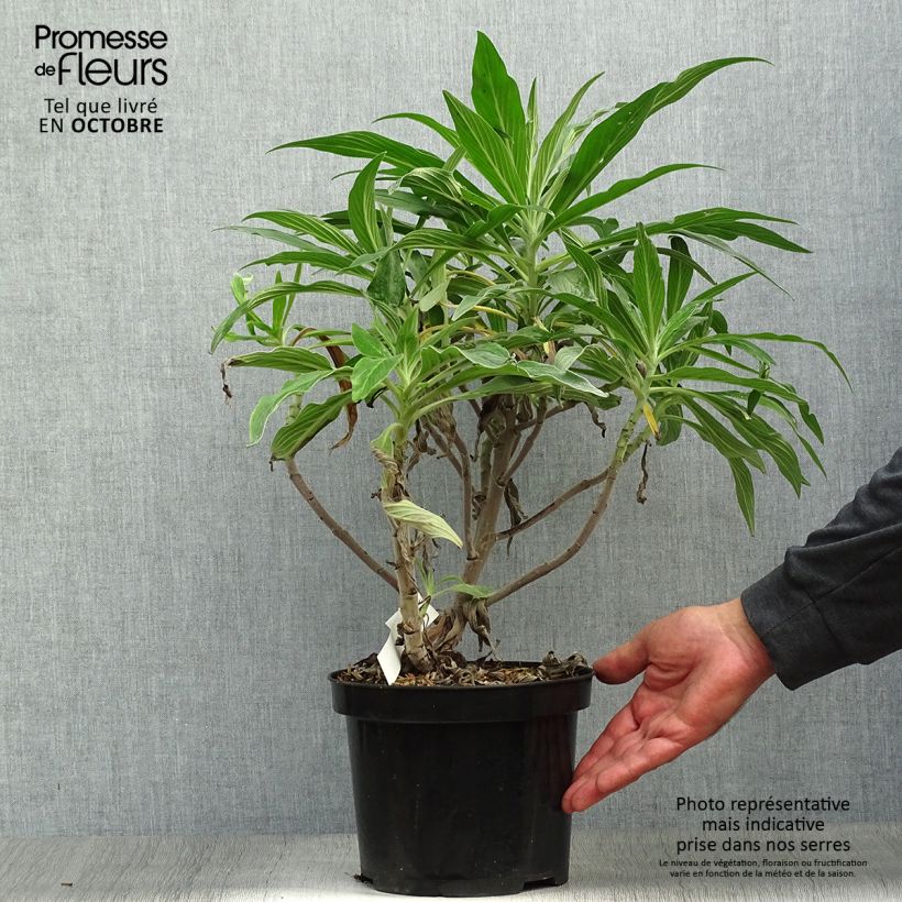 Example of Echium candicans - Madeira-Natternkopf Topf mit 3L/4L as you get in automne