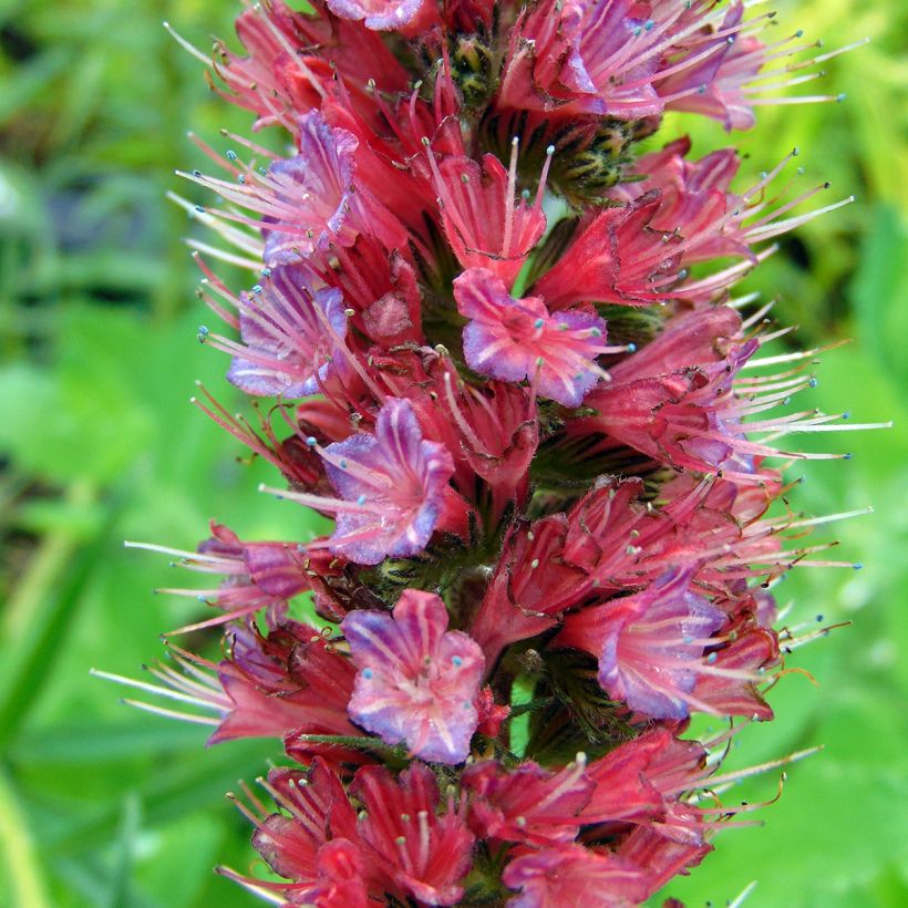 Echium russicum - Roter Natternkopf (Flowering)