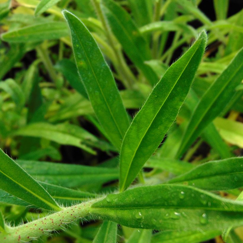 Echium vulgare - Gemeiner Natternkopf (Foliage)