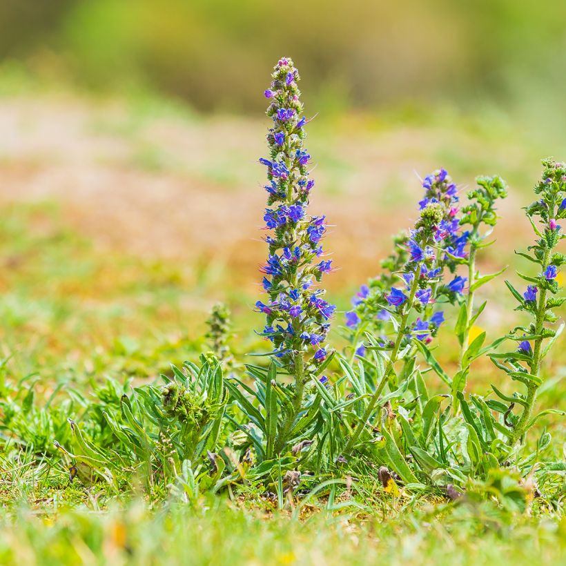 Echium vulgare - Gemeiner Natternkopf (Plant habit)