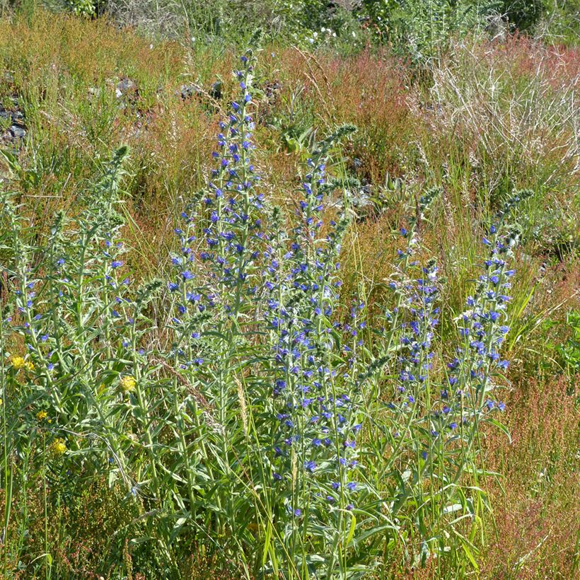 Echium vulgare (Samen) - Gemeiner Natternkopf (Plant habit)
