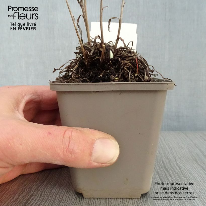 Exemplar von Alpen-Edelweiß - Leontopodium alpinum Kleine Töpfe von 8/9 cm wie im Winter geliefert