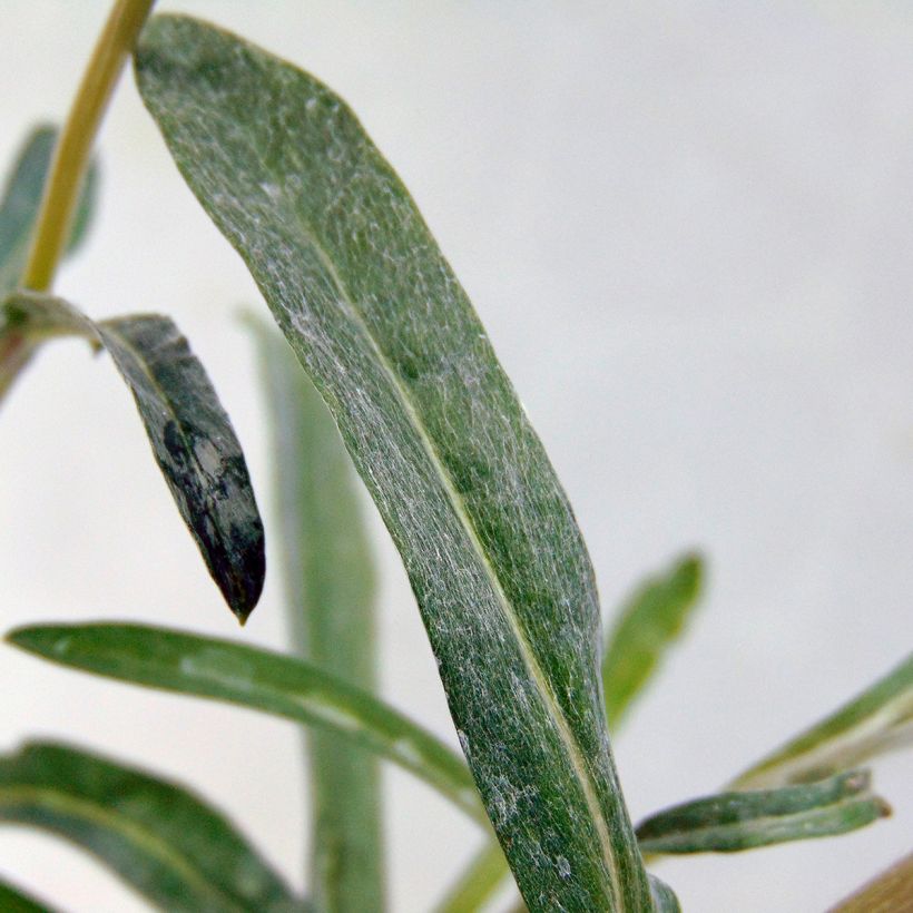 Alpen-Edelweiß - Leontopodium alpinum (Foliage)