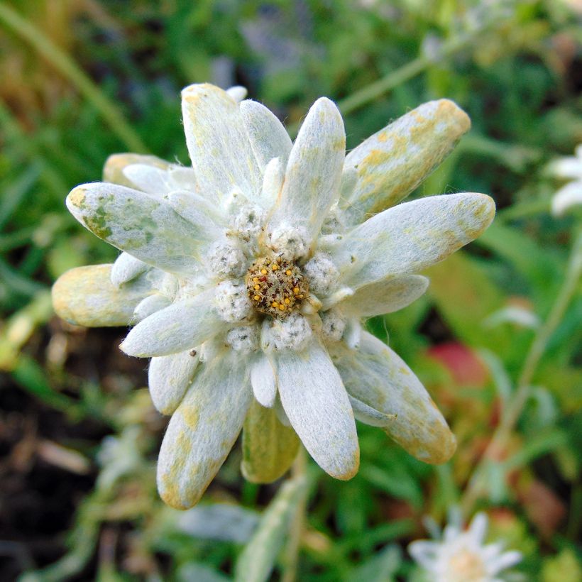 Alpen-Edelweiß - Leontopodium alpinum (Flowering)
