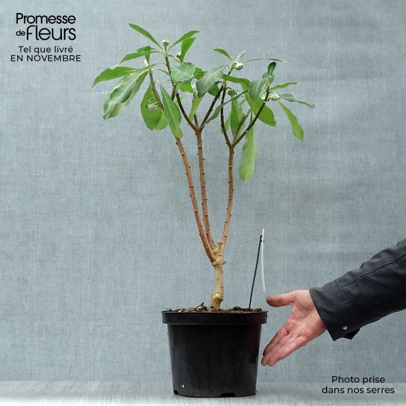 Example of Edgeworthia chrysantha Grandiflora - Edgeworthie Topf mit 4L/5L as you get in automne