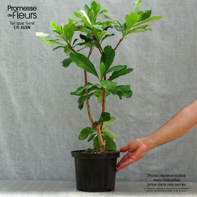 Exemplar von Edgeworthia chrysantha Grandiflora - Edgeworthie Topf mit 4L/5L wie im Sommer geliefert
