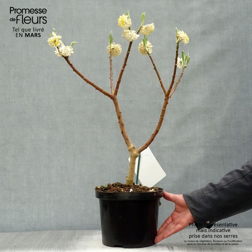 Exemplar von Edgeworthia chrysantha Grandiflora - Edgeworthie Topf mit 4L/5L wie im Frühjahr geliefert