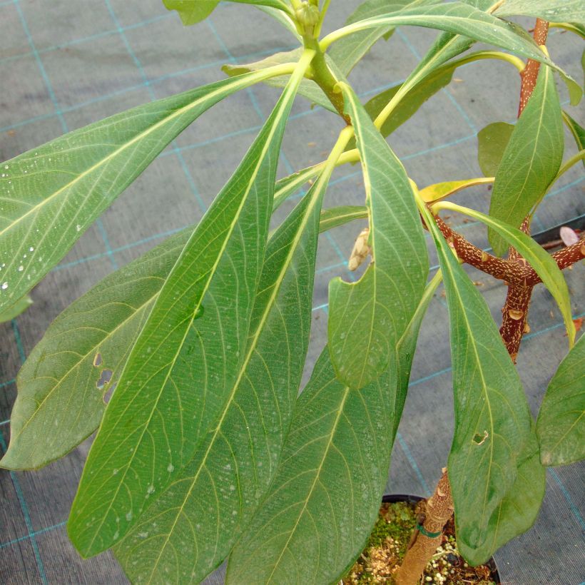 Edgeworthia chrysantha Nanjing Gold - Edgeworthie (Foliage)