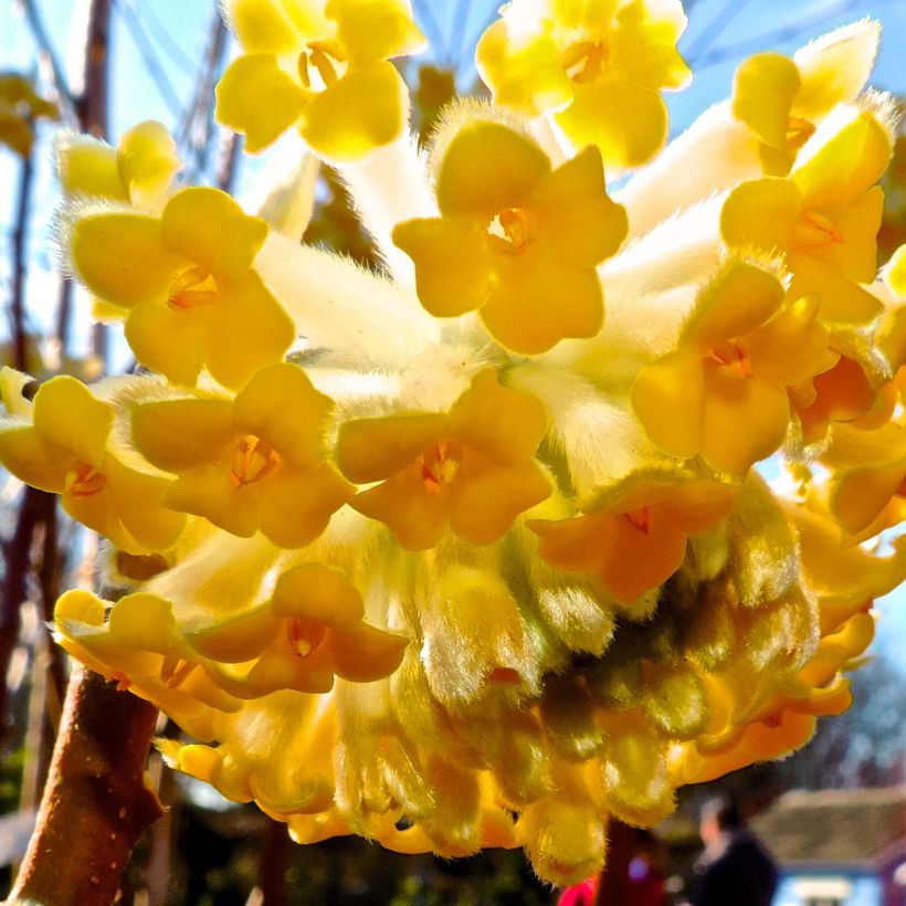 Edgeworthia chrysantha Nanjing Gold - Edgeworthie (Flowering)