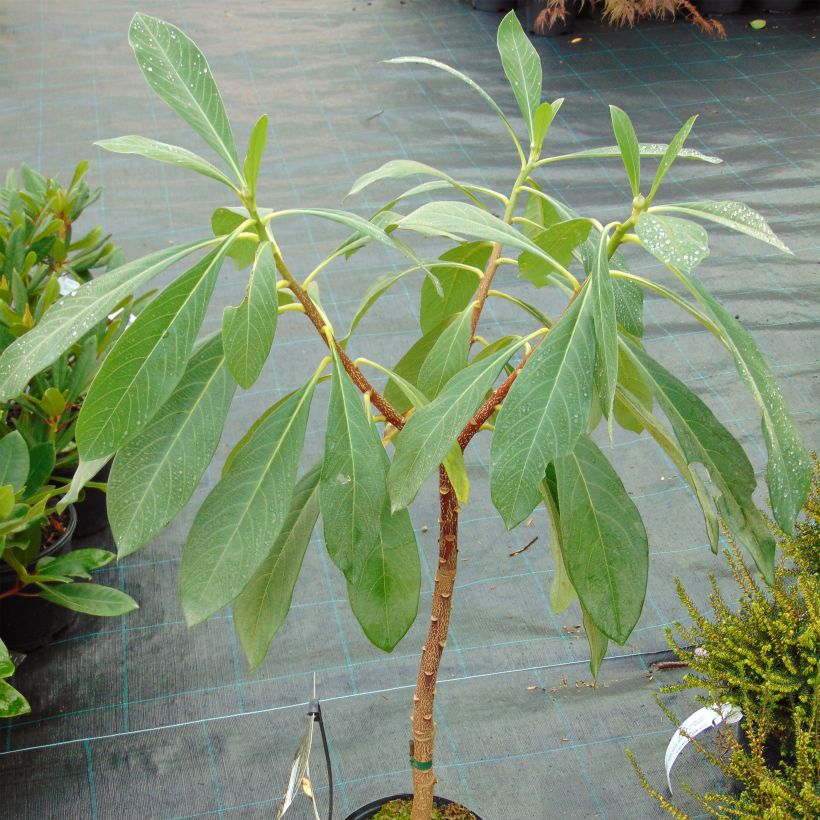Edgeworthia chrysantha Nanjing Gold - Edgeworthie (Plant habit)