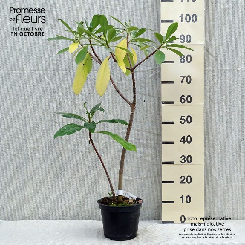 Example of Edgeworthia chrysantha Nanjing Gold - Edgeworthie Topf mit 2L/3L as you get in automne