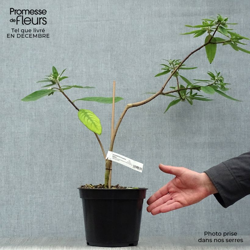 Exemplar von Edgeworthia chrysantha Red Dragon 'Akebono' - Edgeworthie Topf mit 3L/4L wie im Winter geliefert