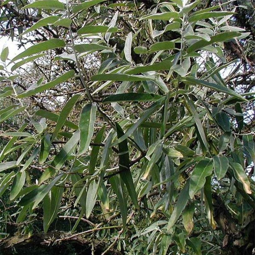 Schmalblättrige Ölweide - Elaeagnus angustifolia (Foliage)