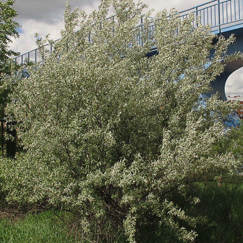 Schmalblättrige Ölweide - Elaeagnus angustifolia (Plant habit)