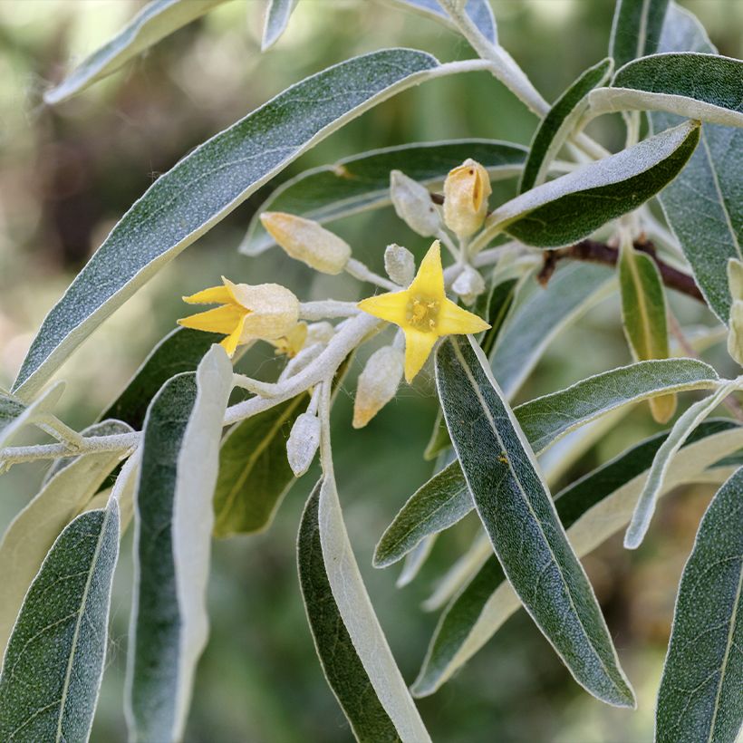 Schmalblättrige Ölweide - Elaeagnus angustifolia (Flowering)