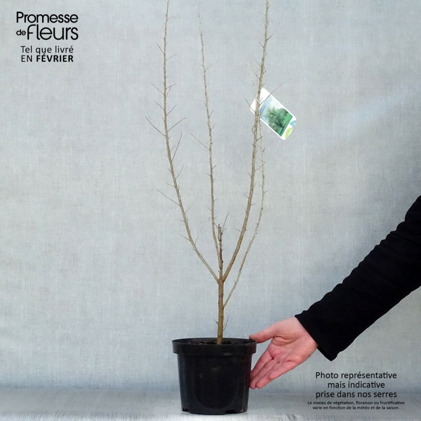 Exemplar von Schmalblättrige Ölweide - Elaeagnus angustifolia Topf mit 2L/3L wie im Winter geliefert