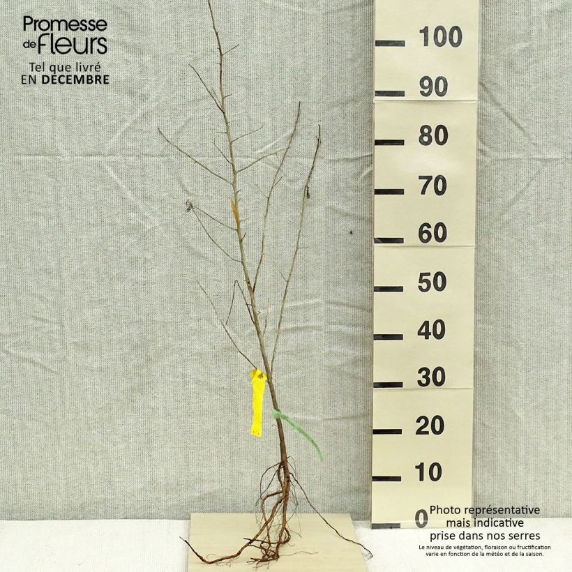 Example of Schmalblättrige Ölweide - Elaeagnus angustifolia Wurzelnackt as you get in hiver
