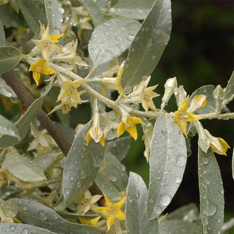 Silber-Ölweide Zempin - Elaeagnus commutata (Flowering)