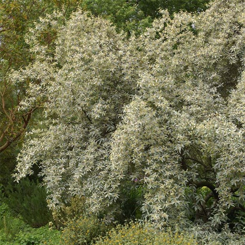 Silber-Ölweide Zempin - Elaeagnus commutata (Plant habit)