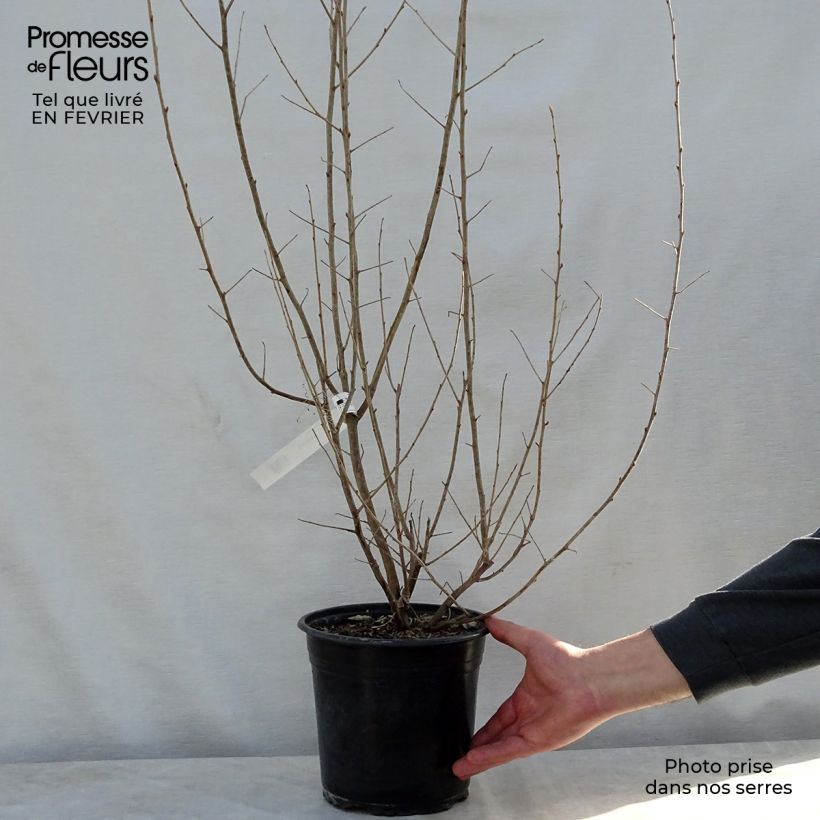 Exemplar von Silber-Ölweide Zempin - Elaeagnus commutata Topf mit 4L/5L wie im Winter geliefert