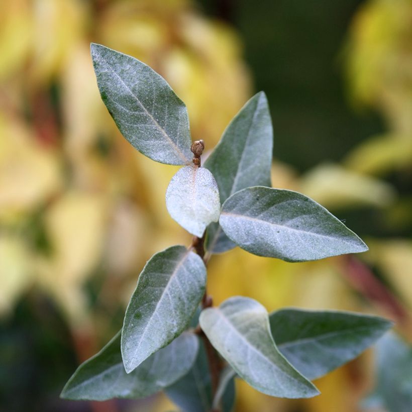 Silber-Ölweide Zempin - Elaeagnus commutata (Foliage)