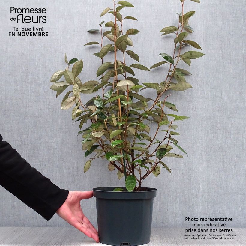 Example of Wintergrüne Ölweide - Elaeagnus ebbingei Topf mit 4L/5L as you get in automne