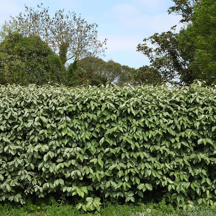 Wintergrüne Ölweide - Elaeagnus ebbingei (Plant habit)