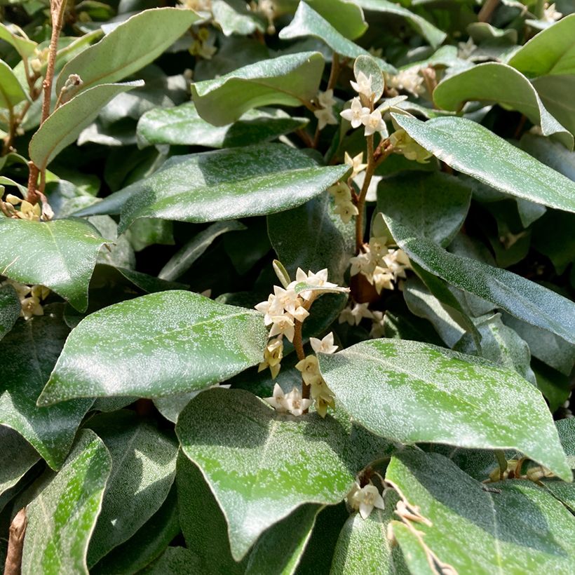 Wintergrüne Ölweide Compacta - Elaeagnus ebbingei (Flowering)