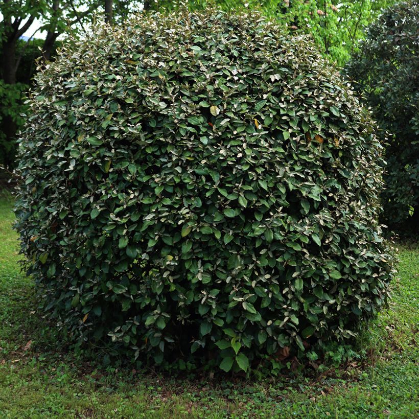 Wintergrüne Ölweide Compacta - Elaeagnus ebbingei (Plant habit)