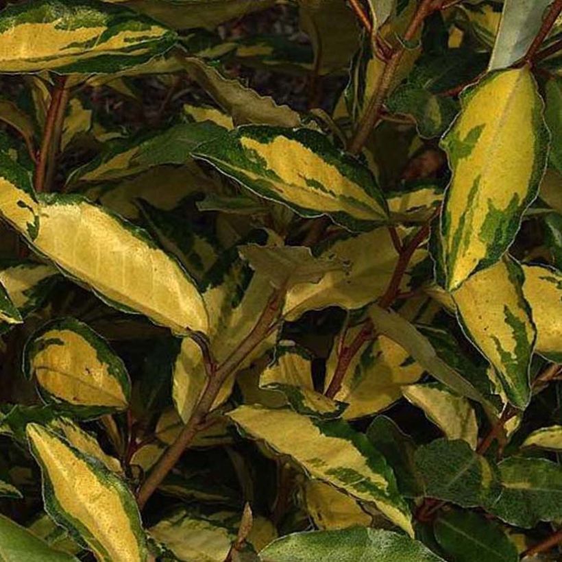 Wintergrüne Ölweide Eleador - Elaeagnus ebbingei (Foliage)