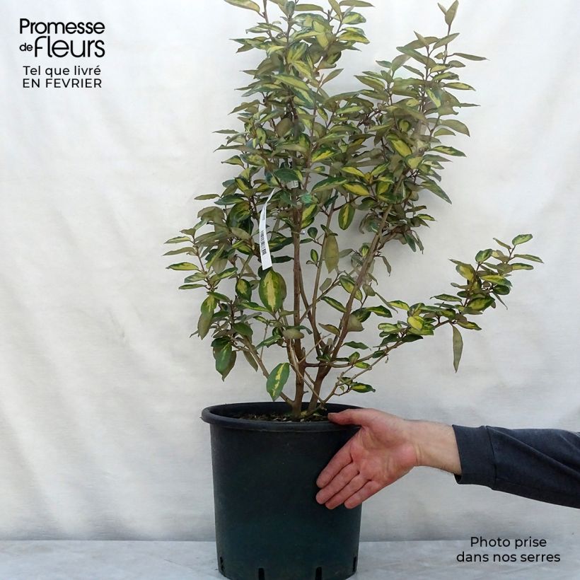 Exemplar von Wintergrüne Ölweide Limelight - Elaeagnus ebbingei Topf mit 7,5L/10L wie im Winter geliefert