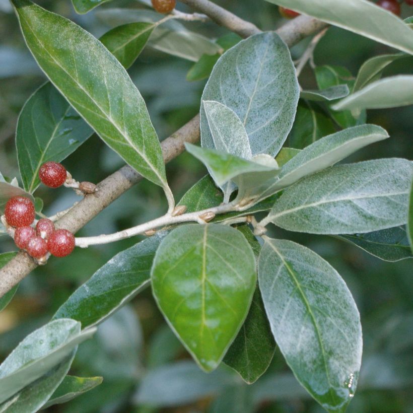 Vielblumige Ölweide - Elaeagnus multiflora (Foliage)