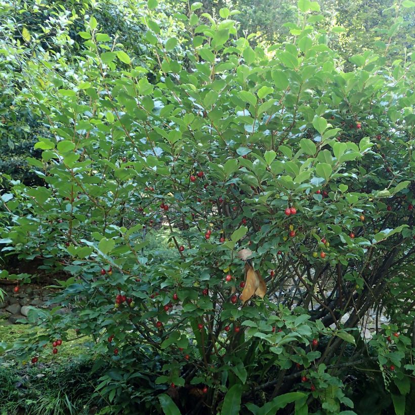 Vielblumige Ölweide - Elaeagnus multiflora (Plant habit)