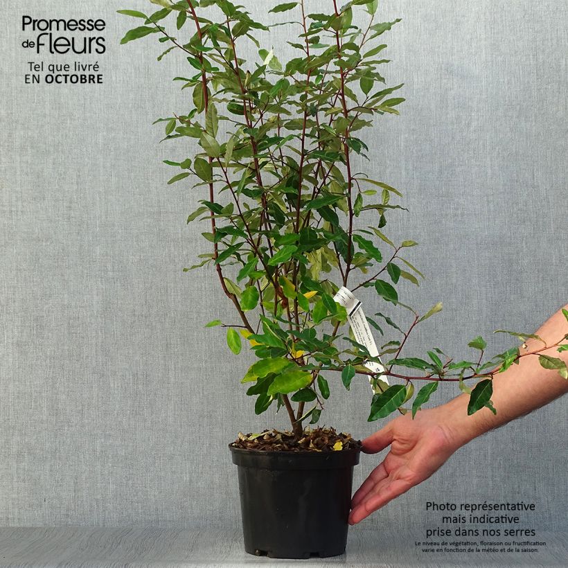 Example of Vielblumige Ölweide - Elaeagnus multiflora Topf mit 2L/3L as you get in automne