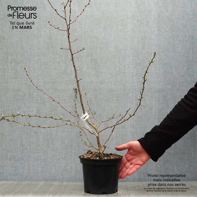 Exemplar von Vielblumige Ölweide - Elaeagnus multiflora Topf mit 2L/3L wie im Frühjahr geliefert