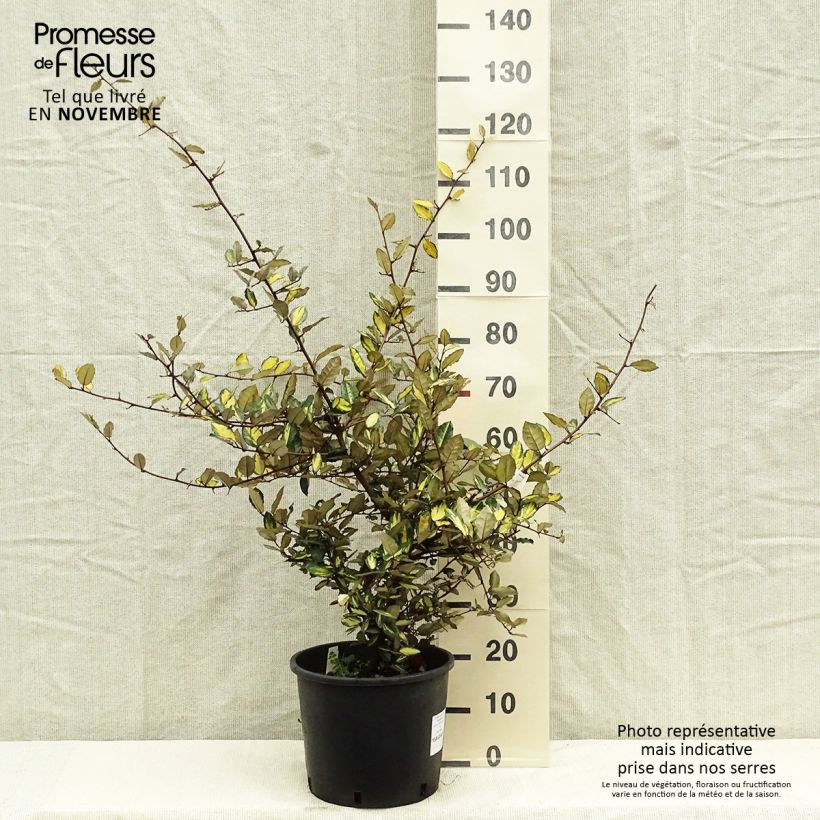 Example of Stechende Ölweide Maculata - Elaeagnus pungens Topf mit 12L/15L as you get in automne