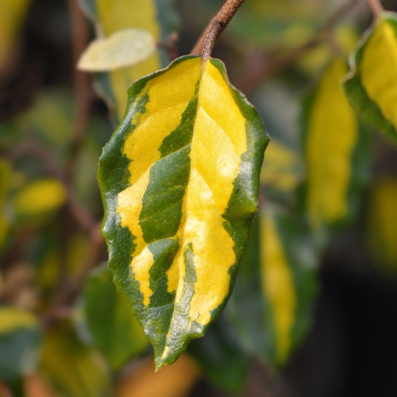 Stechende Ölweide Maculata - Elaeagnus pungens (Foliage)