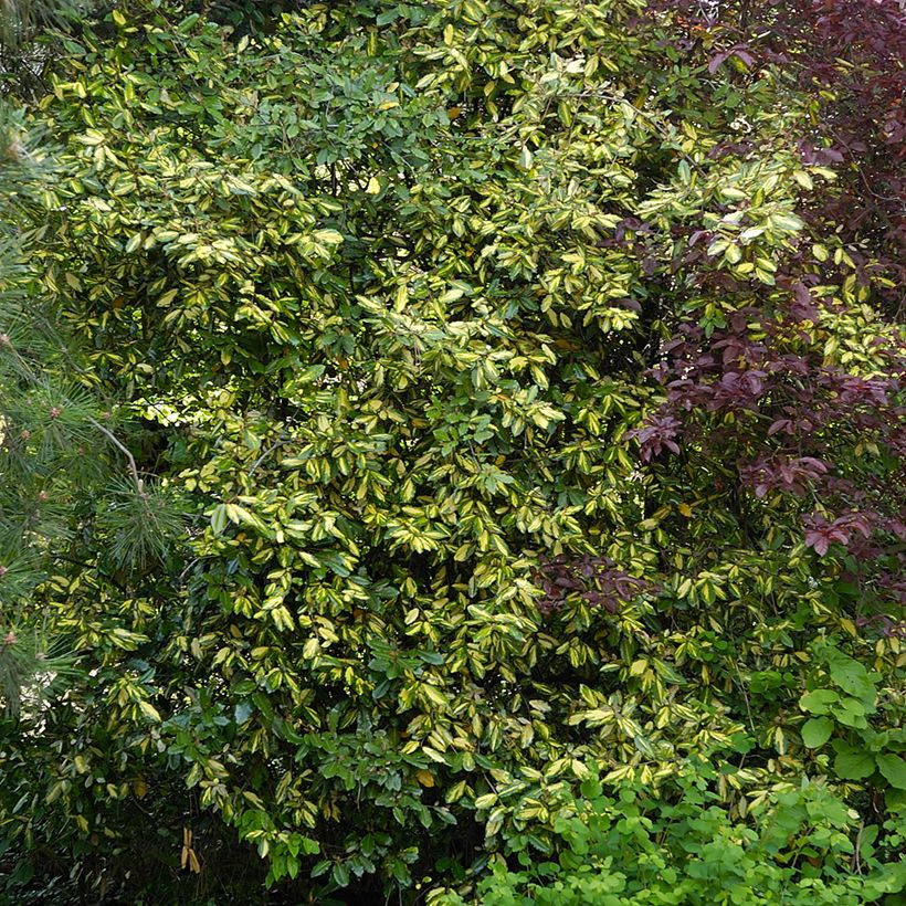 Stechende Ölweide Maculata - Elaeagnus pungens (Plant habit)