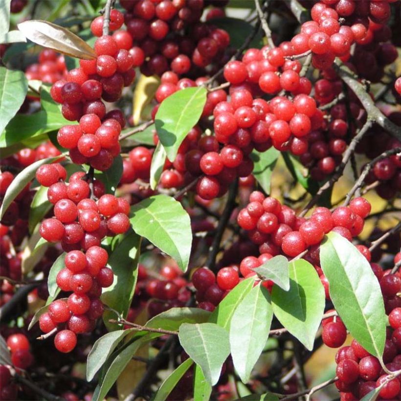 Korallen-Ölweide - Elaeagnus umbellata (Harvest)